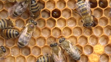 Varroa akarları ile sorun. Bal arısı taşıyıcısına Varroa yokedici. Yüksek kalite 4k görüntü