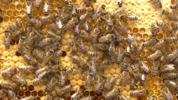 Panal Abeja Con Cría Trabajador Tapado Miel Reproducción Honey Bee — Vídeo de stock