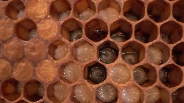 Med Včelí Larvy Vejce Makro Honey Comb Brood Hnízdo Closeup — Stock video