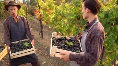 Üzüm bağı ailesi. Latin Amerika Şaraphanesi. Şarap Hasat Sezonu. Üzüm toplama ya da üzüm toplama. Yüksek kalite 4k görüntü