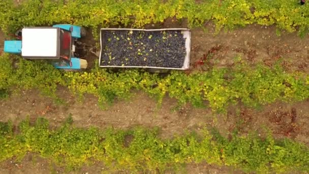 Grape Picking Grape Harvesting Wine Production Aerial Drone View Footage — Stock Video