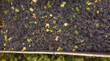 Traktör ve römork taze elle toplanmış kırmızı üzümlerle dolu. Üzüm tarlaları ya da üzüm bağları. Şarap endüstrisi. Üzüm yetiştirme, şarap yapma. Hava aracı görüntüleme videosu. Yüksek kalite 4k görüntü