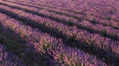 Lavantalı tarla. Lavanta yağı üretimi. Lavantalı tarla. Aromaterapi. Yüksek kalite 4k görüntü