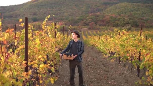 Farmer Has Harvested Grapes Wine Production Harvesting Vineyard Winemaking Viticulture — Stock Video