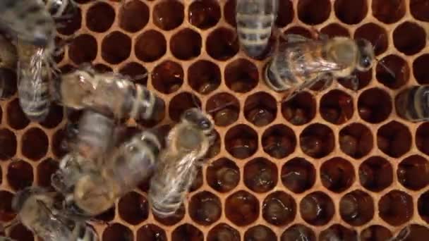 Acercan Los Huevos Abeja Reina Las Larvas Abeja Apicultura Cría — Vídeo de stock