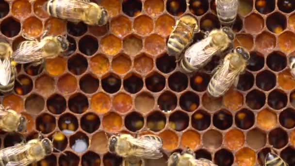 蜂の花粉は櫛に保存されます 蜂の巣の中 蜂の巣 蜂蜜と花粉とワックス細胞 ミツバチのコロニーが閉じて蜂が巣を作って養蜂してる 高品質4K映像 — ストック動画