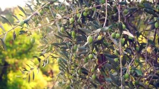 イタリアでエキストラバージンオリーブオイルの生産のためのオリーブ畑 オリーブの木 石油生産 高品質4K映像 — ストック動画