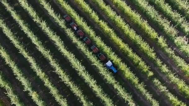 Zbieranie Jabłek Sadzie Czas Zbiorów Farmie Aerial Drone Top View — Wideo stockowe