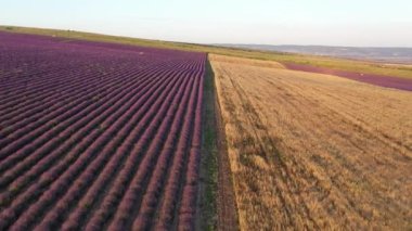 Bir lavanta ve yulaf tarlası. Provence 'de tarım. Drone 'la Hava Görüntüleri. Yüksek kalite 4k görüntü