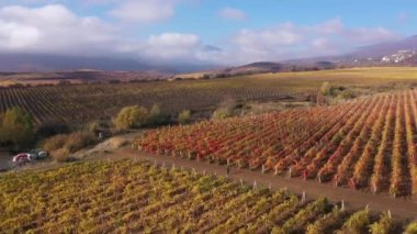 Güney Amerika Vineyard ve Şaraphanesi 'nin tepeleri. Parlak renkleri olan güzel sonbahar üzüm bağları. Hava aracı görüntüleme videosu. Yüksek kalite 4k görüntü
