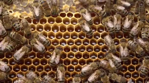 Νέκταρ Χτένα Μέλισσας Ανοιχτά Κύτταρα Υψηλής Ποιότητας Πλάνα — Αρχείο Βίντεο