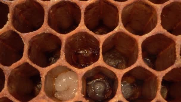 Larvas Abejas Melíferas Células Abiertas Macro Honeybee Brood Larval Pupal — Vídeo de stock