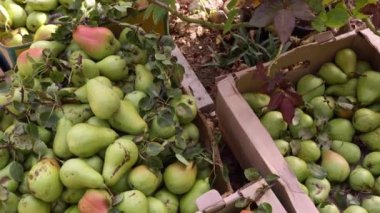Taze olgun meyvelerle dolu kutular. Meyve bahçesinin armut hasadı, küçük bir tarım aile şirketi. Organik tarım. Yüksek kalite 4k görüntü