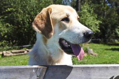 bir köpek