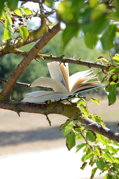 Дерево книг — стоковое фото