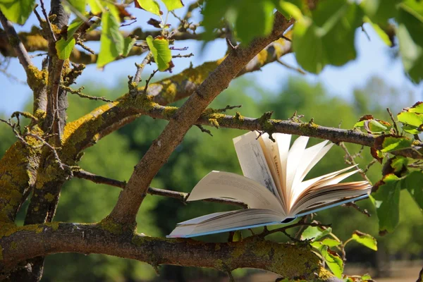 Arbre de livres — Photo