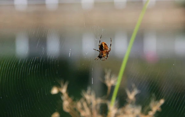 Spinne im Netz — Stockfoto