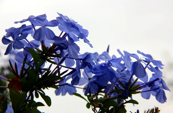 Flor índigo — Foto de Stock