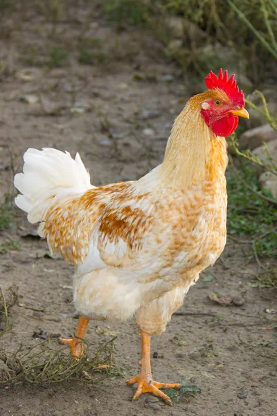 Gallinas y gallos — Foto de Stock