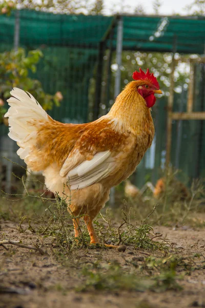 Gallinas y gallos — Foto de Stock