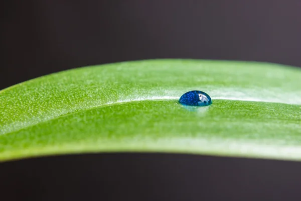 Goutte sur feuille — Photo