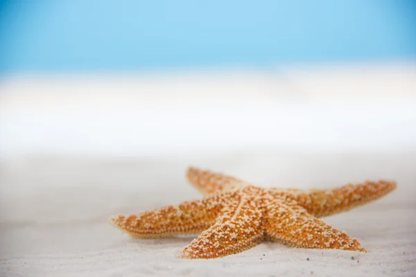 Estrella de mar — Foto de Stock