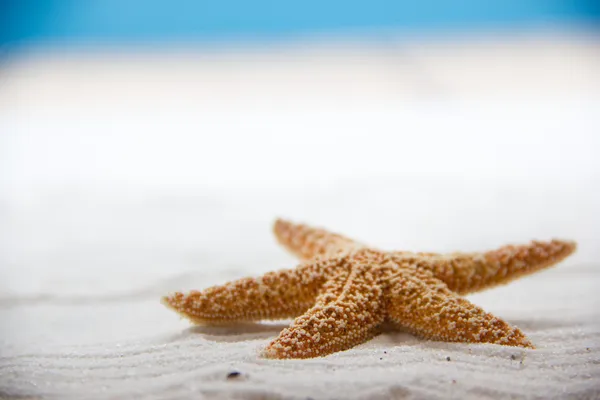 Estrella de mar — Foto de Stock