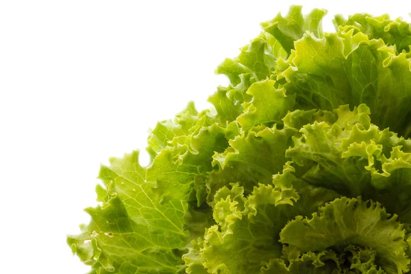 Salad — Stock Photo, Image