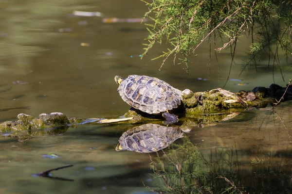 Sköldpadda — Stockfoto