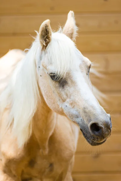 Häst — Stockfoto