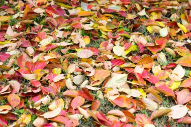 Sonbahar Yaprakları