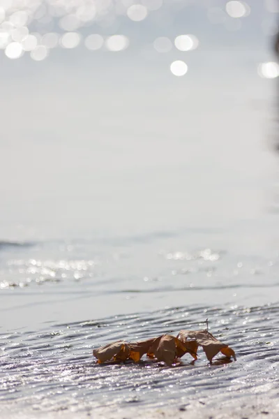 Hösten på stranden — Stockfoto