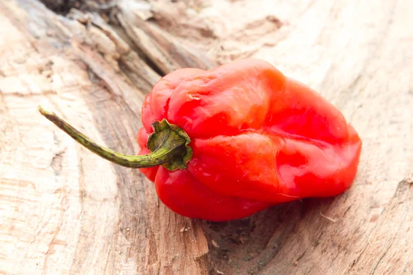 Habanero pepper — Stock Photo, Image