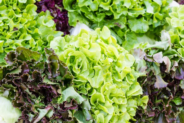 Salada verde — Fotografia de Stock