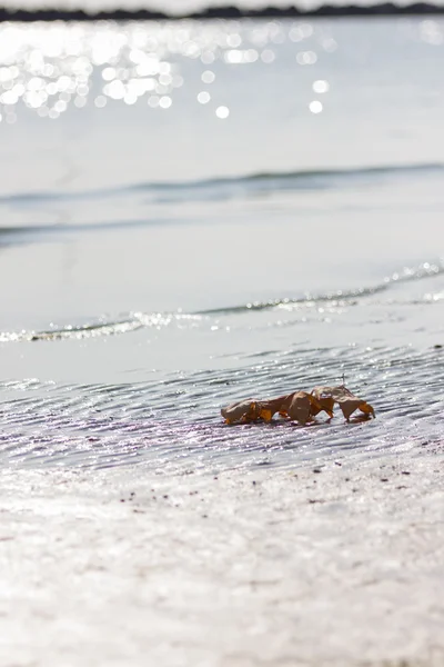 Otoño en la playa — Foto de Stock