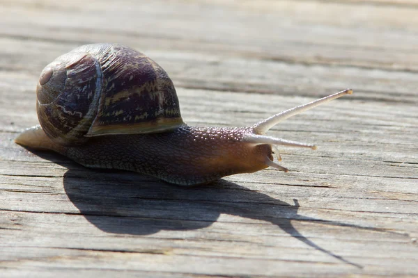 Snigel — Stockfoto