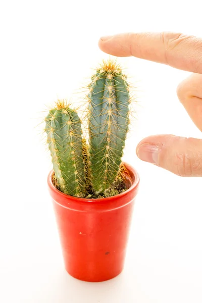 Cactus planta con espinas — Foto de Stock