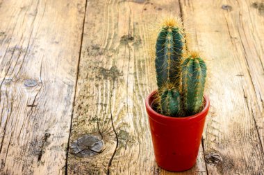 dikenli kaktüs bitki