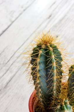 dikenli kaktüs bitki