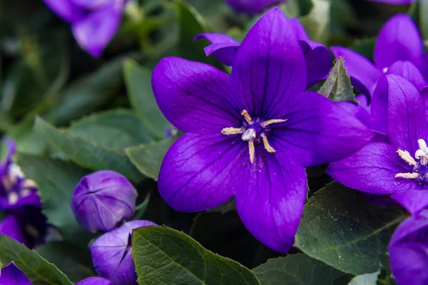 Flores de colores — Foto de Stock