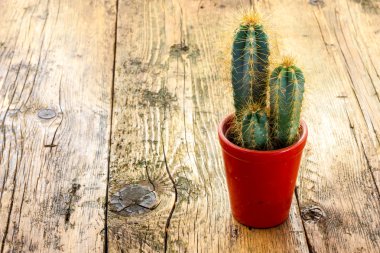 dikenli kaktüs bitki