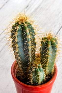 dikenli kaktüs bitki