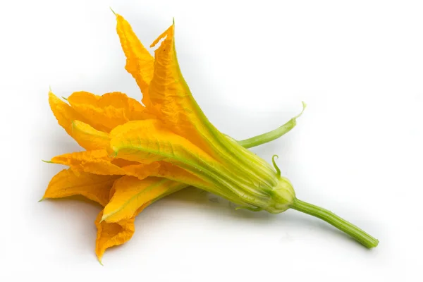 Zucchini flowers — Stock Photo, Image