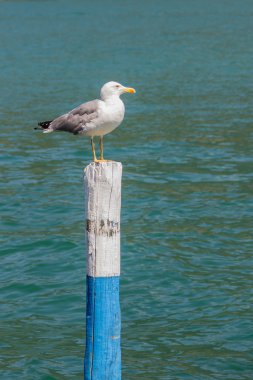 Iseo lake seagull clipart
