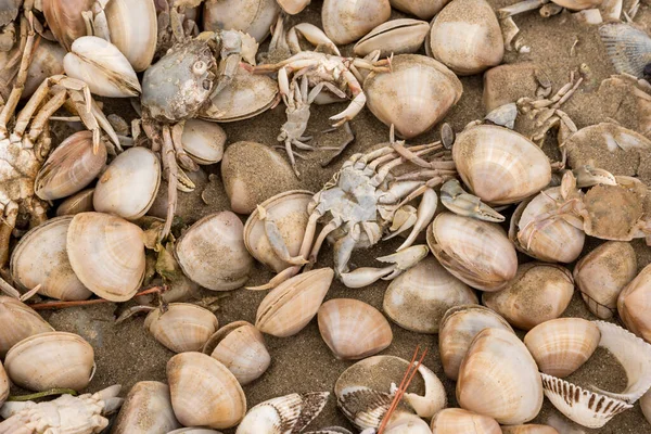 岸の貝と死んだカニ — ストック写真