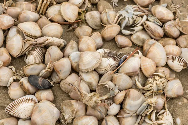 岸上的贝壳和死蟹 — 图库照片