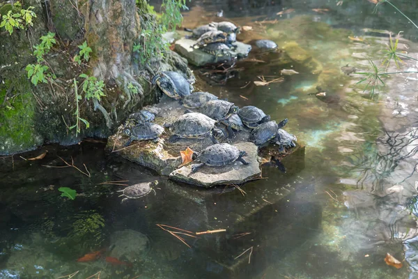 Tortugas Agua Dulce Fuente — Foto de Stock