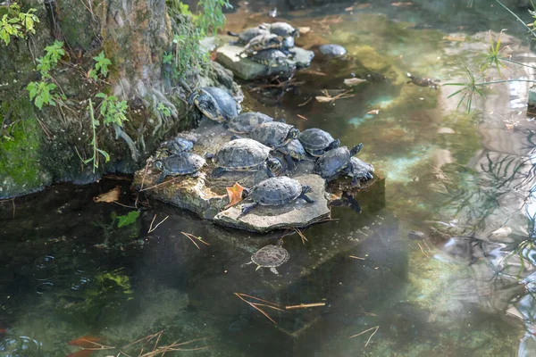 Tortugas Agua Dulce Fuente — Foto de Stock