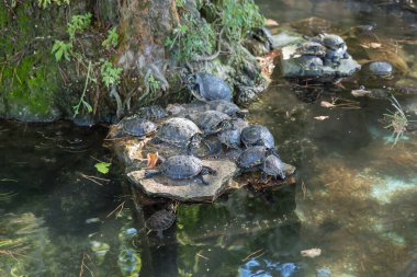 Çeşmedeki tatlı su kaplumbağaları
