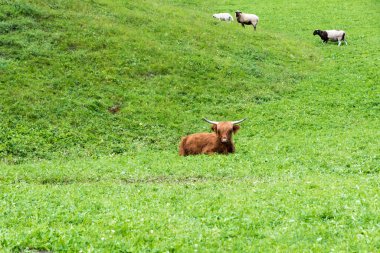 Çimen bufalolar Val Venosta, Güney Tyrol İtalya